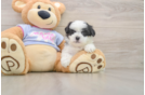 Best Teddy Bear Baby