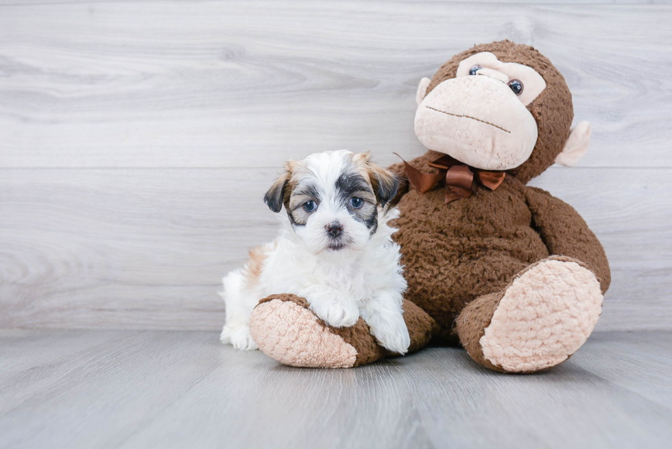 Fluffy Teddy Bear Designer Pup