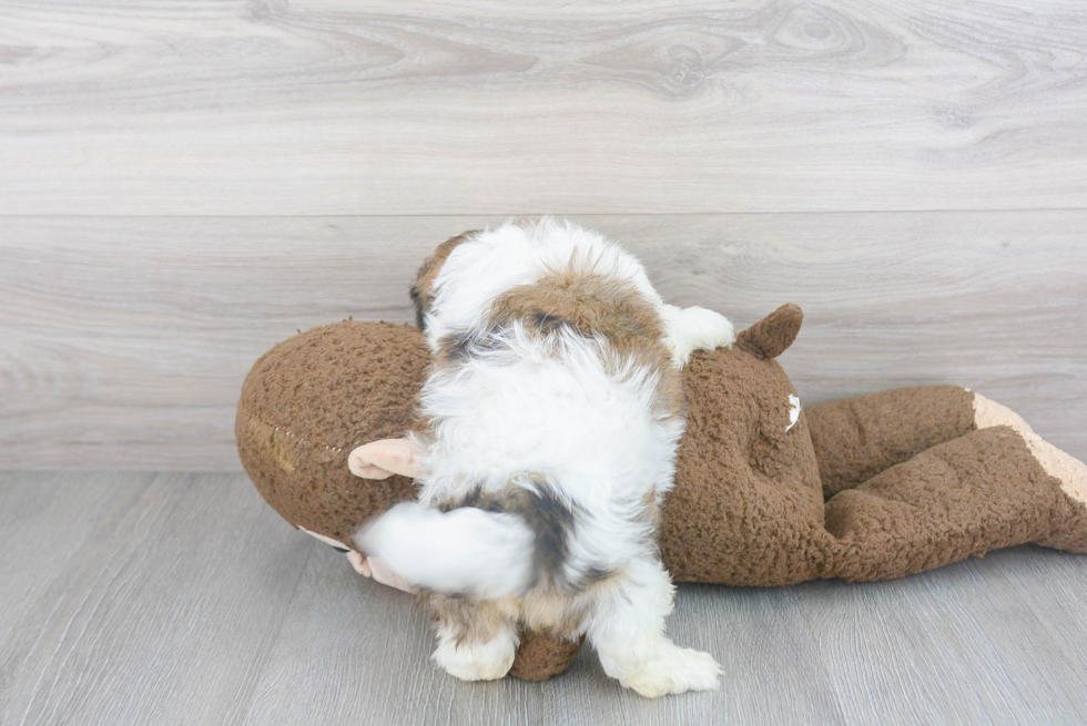 Teddy Bear Pup Being Cute