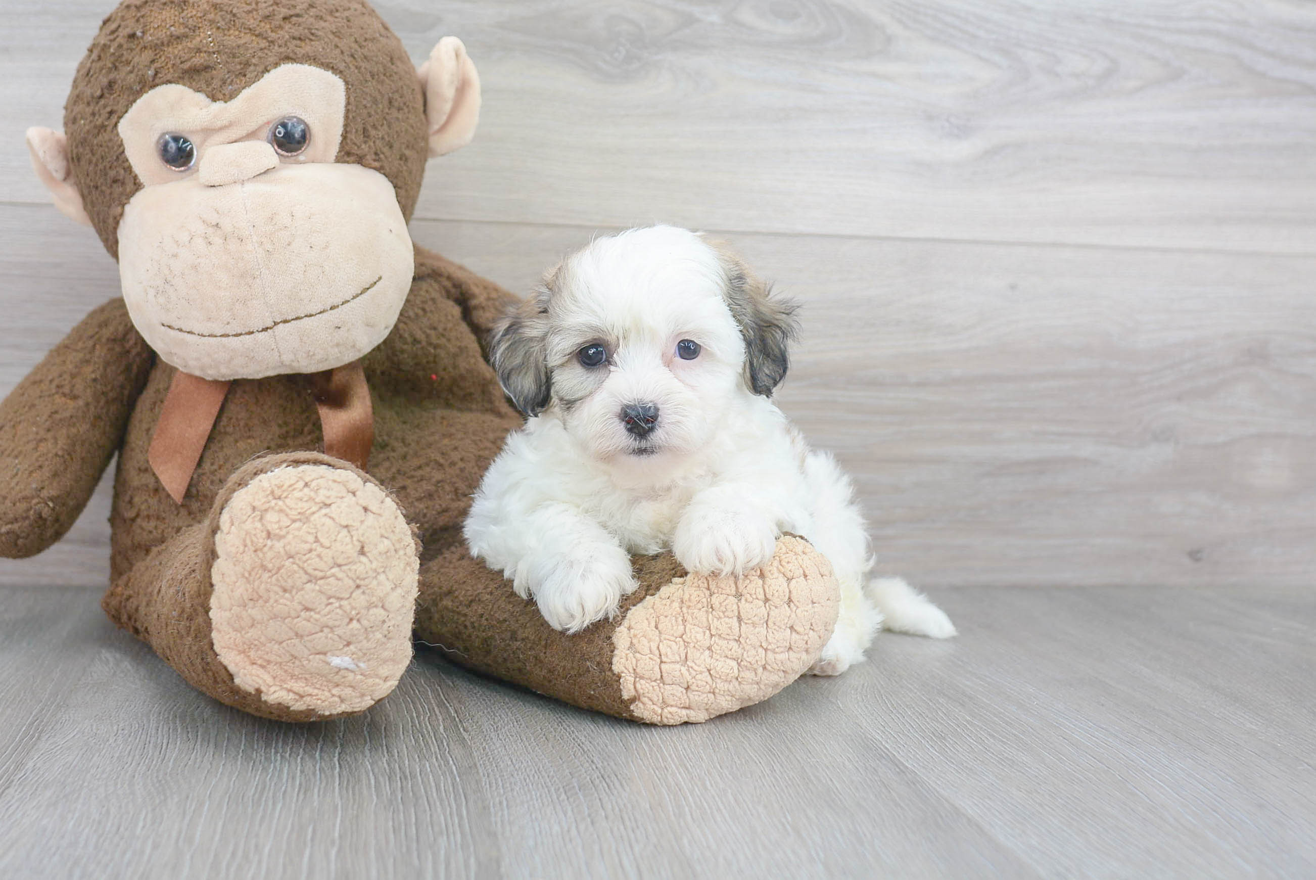 Teddy Bear Puppy for Adoption