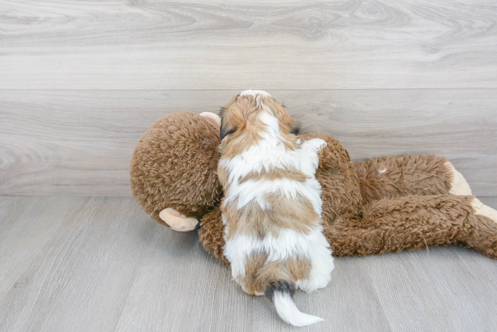 Teddy Bear Pup Being Cute