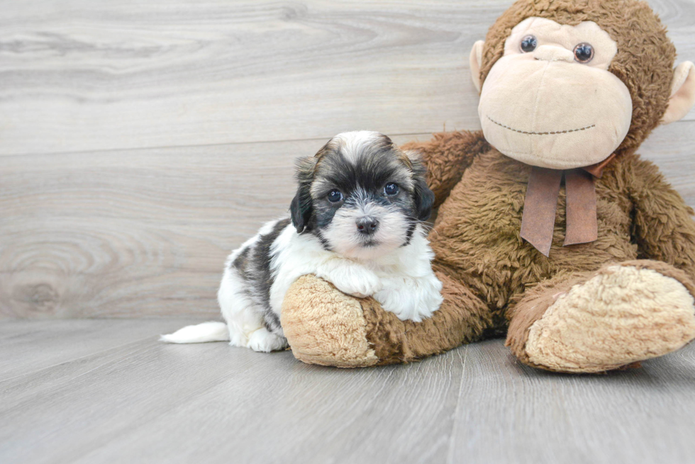 Fluffy Teddy Bear Designer Pup