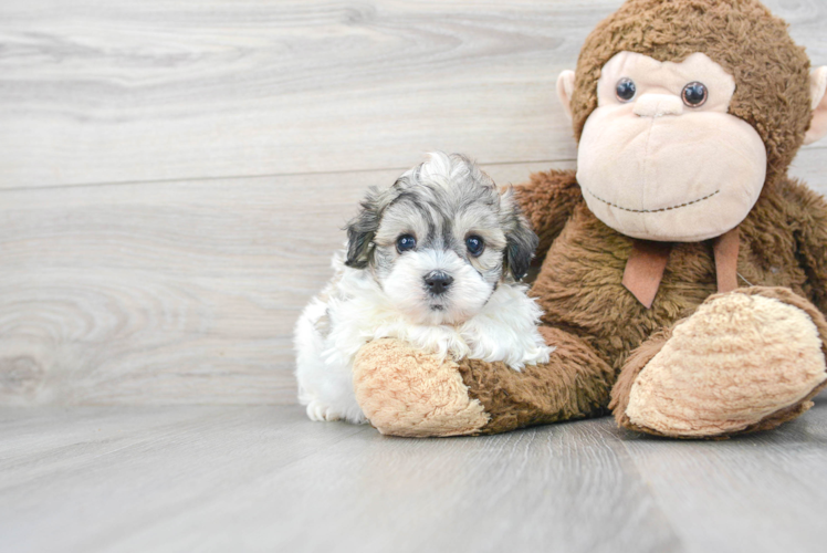 Popular Teddy Bear Designer Pup