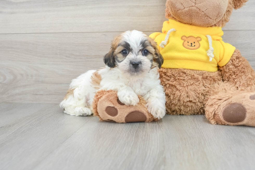 Friendly Teddy Bear Baby