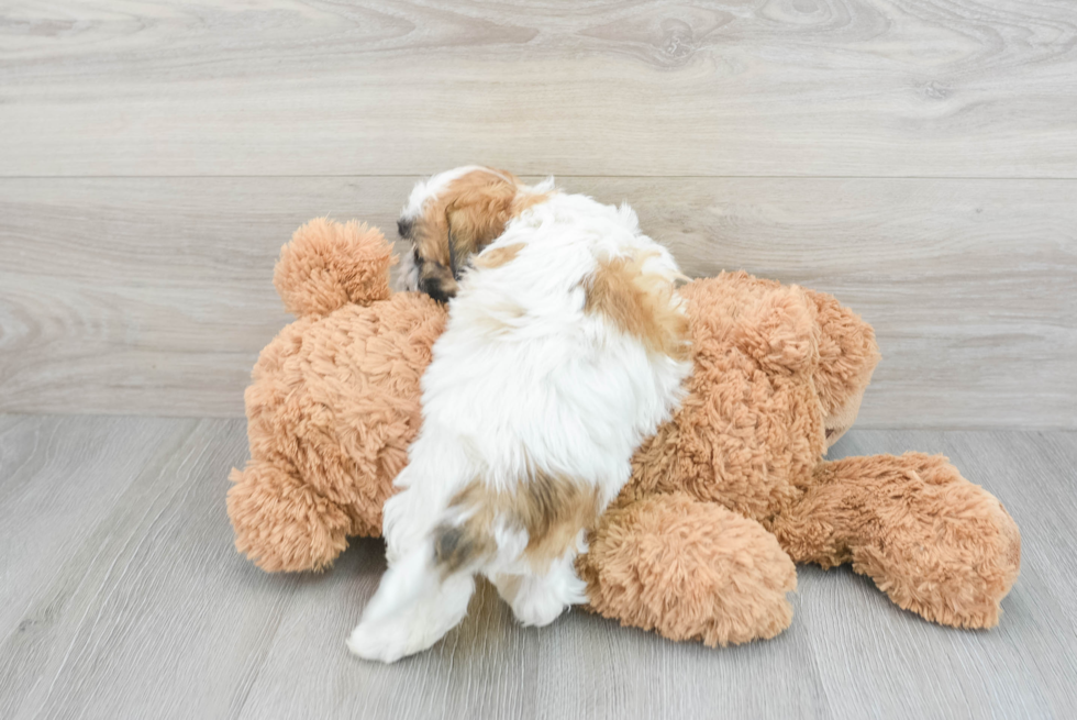 Teddy Bear Pup Being Cute