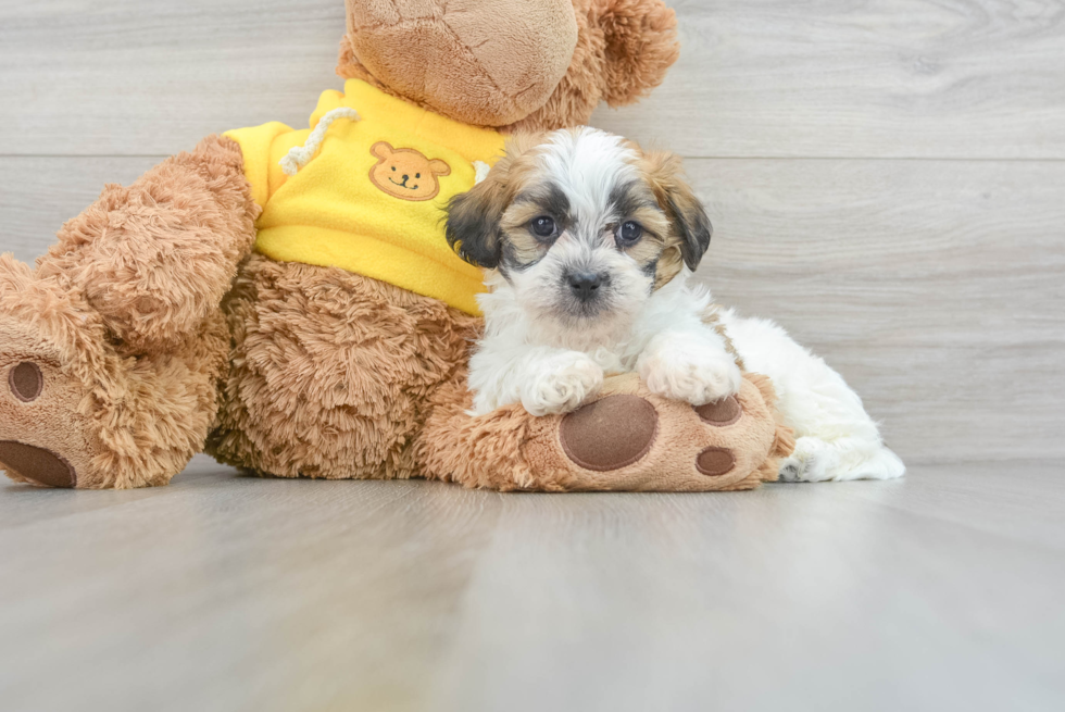 Teddy Bear Pup Being Cute