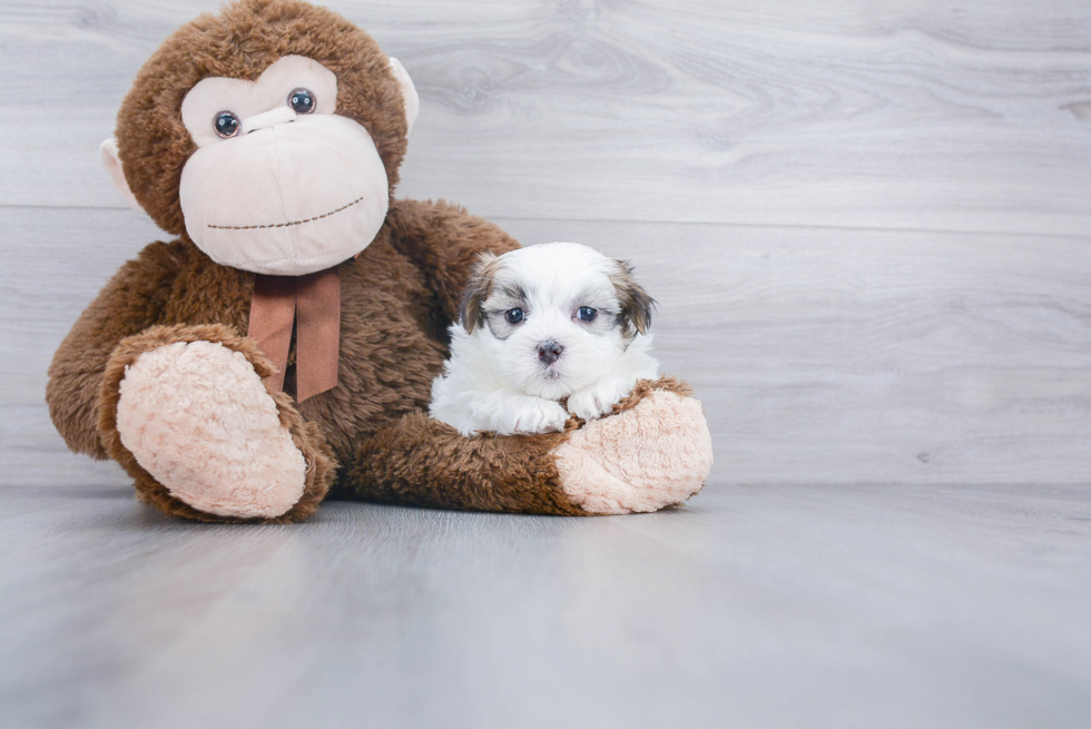 Friendly Teddy Bear Baby