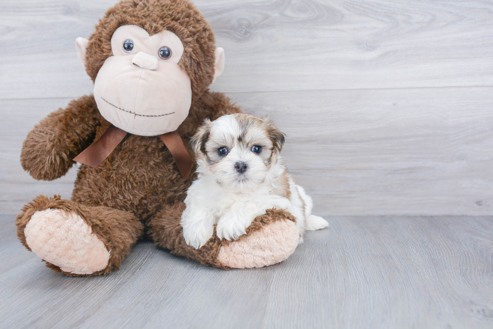 Teddy Bear Pup Being Cute