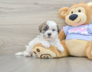 8 week old Teddy Bear Puppy For Sale - Premier Pups