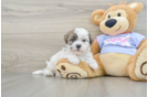 Adorable Shichon Designer Puppy