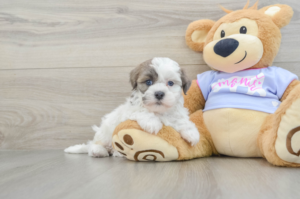 6 week old Teddy Bear Puppy For Sale - Premier Pups