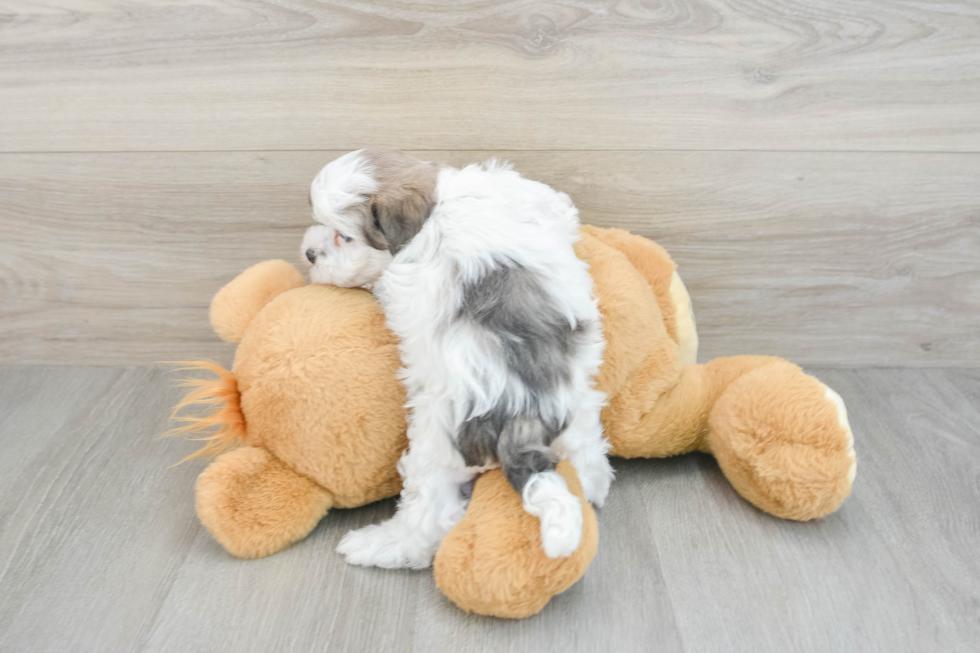 Teddy Bear Pup Being Cute