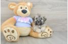 Teddy Bear Puppy for Adoption