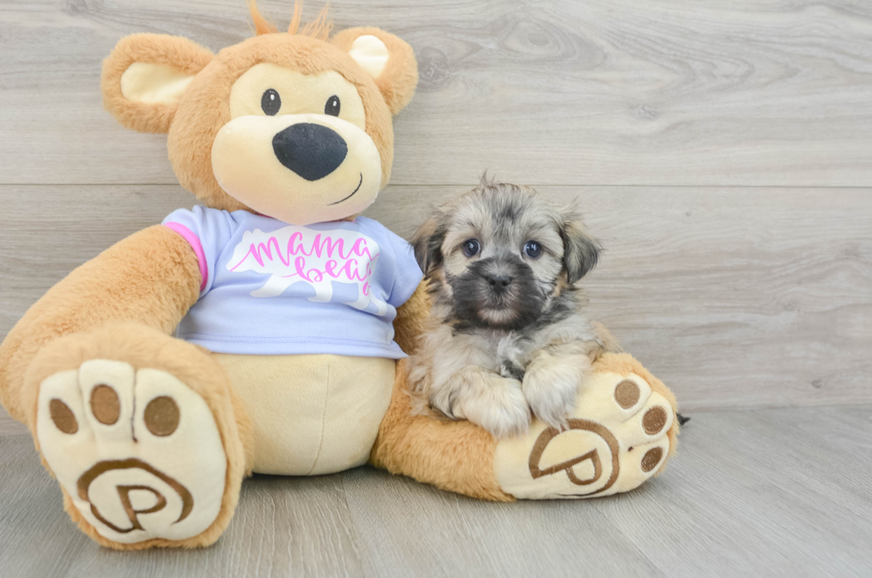 6 week old Teddy Bear Puppy For Sale - Premier Pups