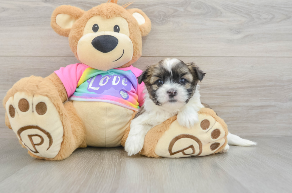 5 week old Teddy Bear Puppy For Sale - Premier Pups