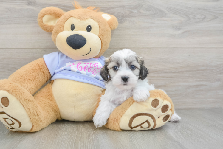 Playful Shichon Designer Puppy