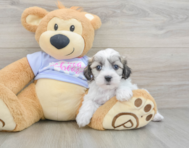 7 week old Teddy Bear Puppy For Sale - Premier Pups