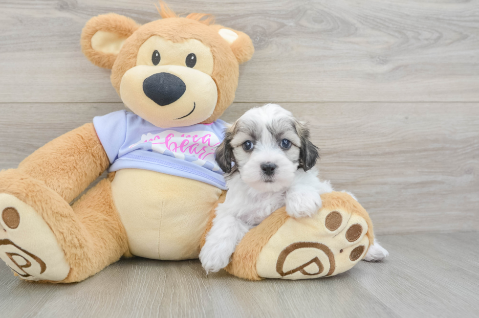 6 week old Teddy Bear Puppy For Sale - Premier Pups