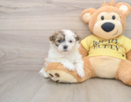 5 week old Teddy Bear Puppy For Sale - Premier Pups
