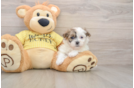 Petite Teddy Bear Designer Pup
