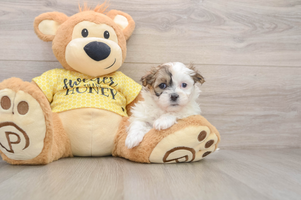 Petite Teddy Bear Designer Pup