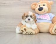 5 week old Teddy Bear Puppy For Sale - Premier Pups