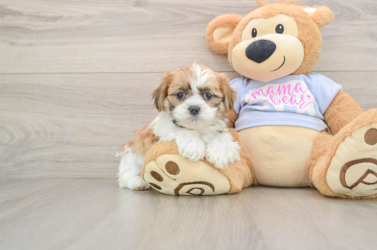 Teddy Bear Puppy for Adoption