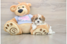 Petite Teddy Bear Designer Pup