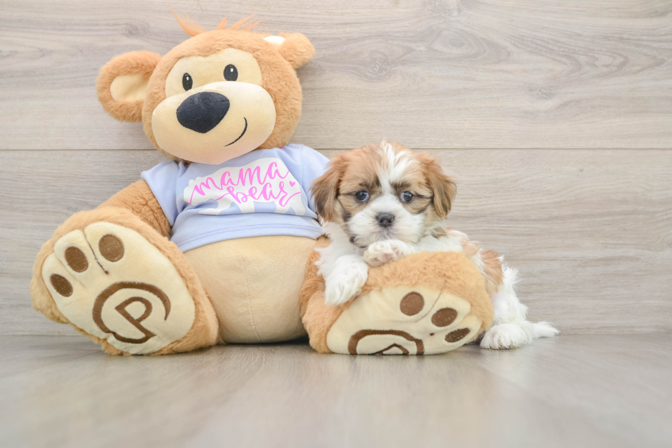 Petite Teddy Bear Designer Pup
