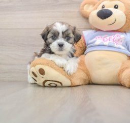 5 week old Teddy Bear Puppy For Sale - Premier Pups