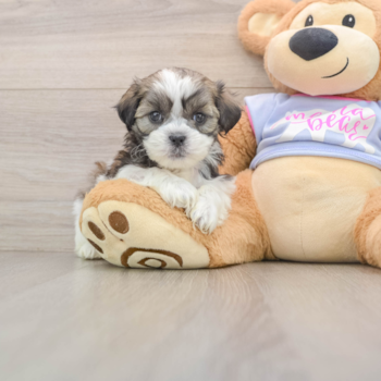 Playful Shit Designer Puppy
