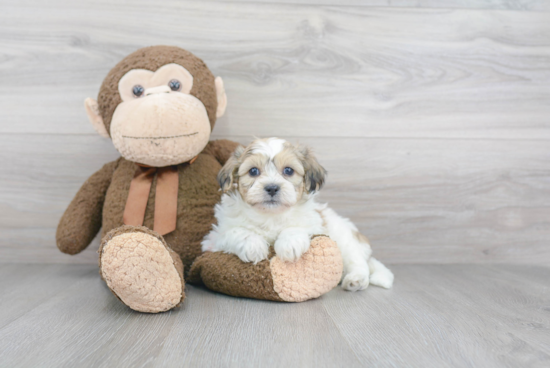 Popular Teddy Bear Designer Pup