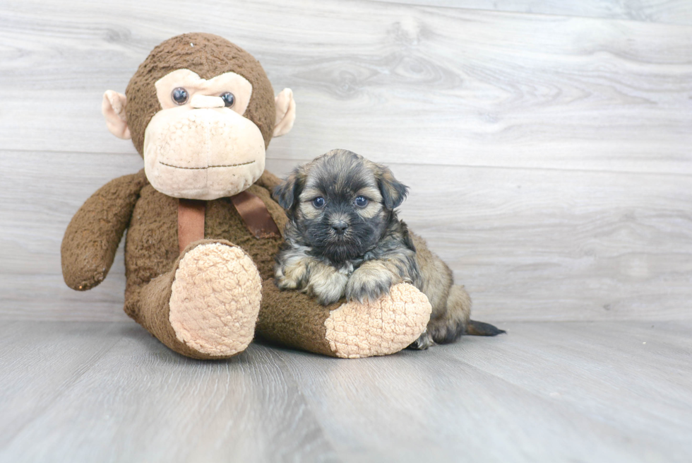 Funny Teddy Bear Designer Pup