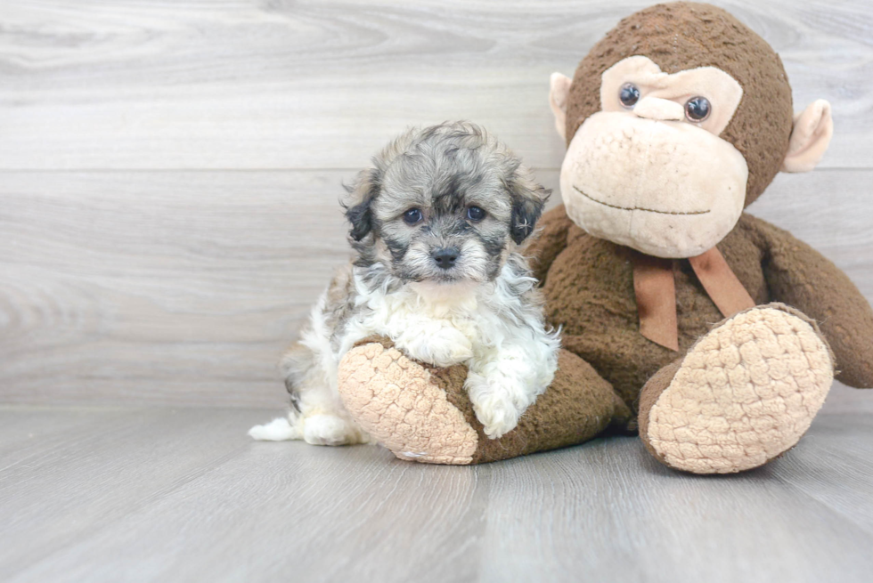 Teddy Bear Pup Being Cute