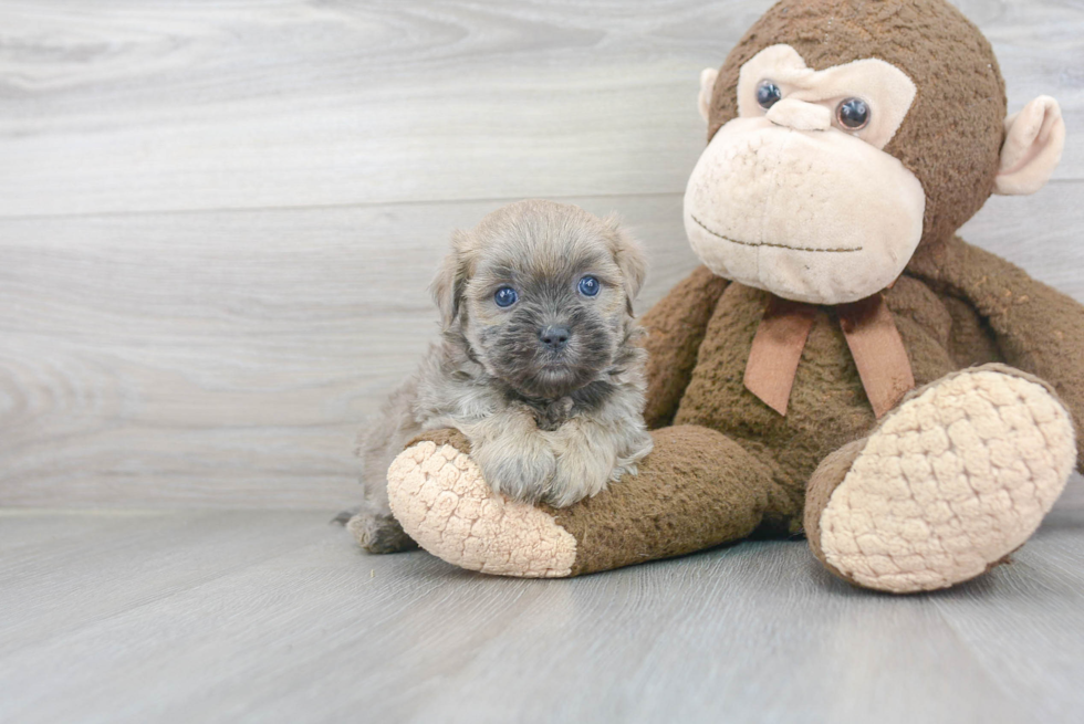 Teddy Bear Pup Being Cute