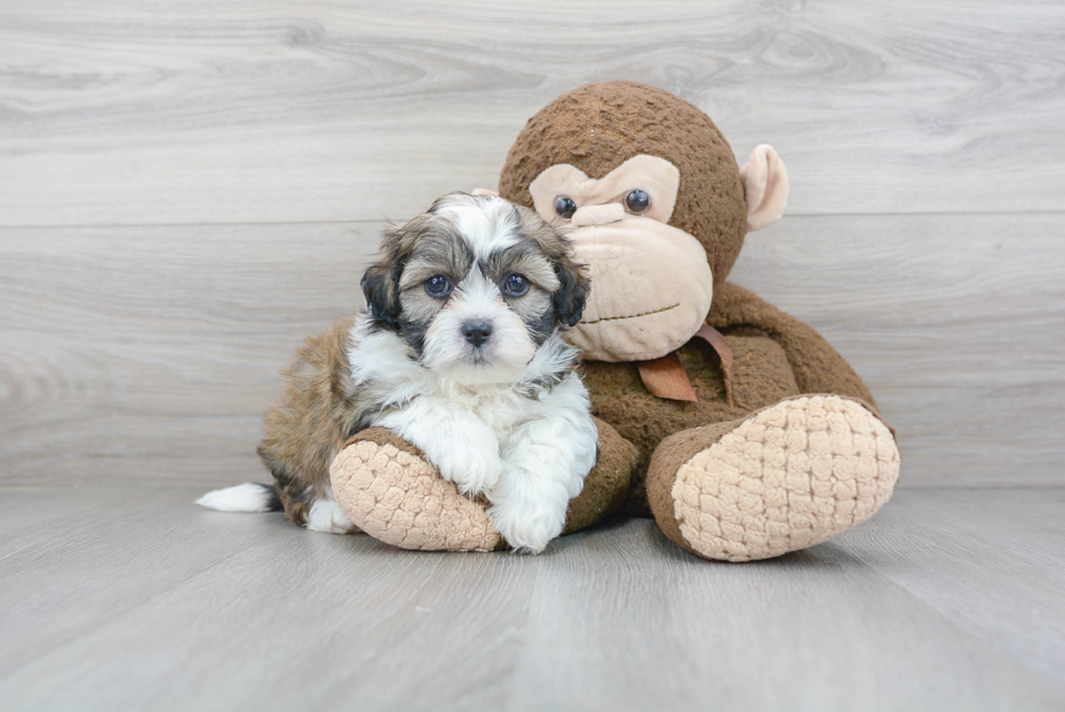 Funny Teddy Bear Designer Pup