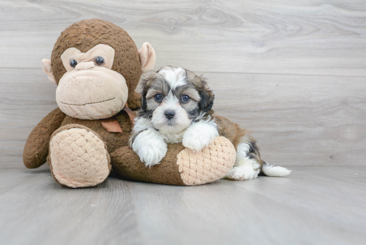 Friendly Teddy Bear Baby