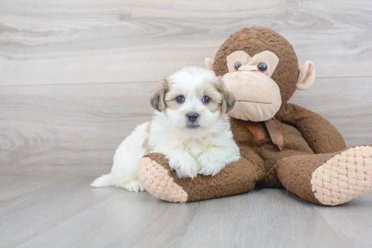 Teddy Bear Pup Being Cute