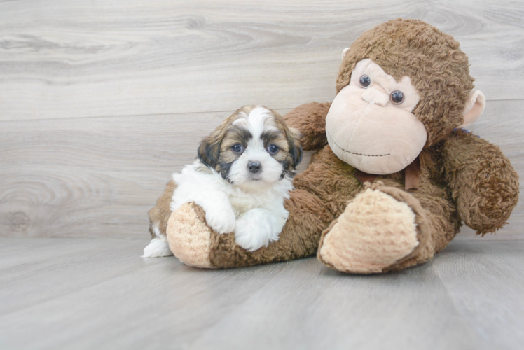 Teddy Bear Pup Being Cute