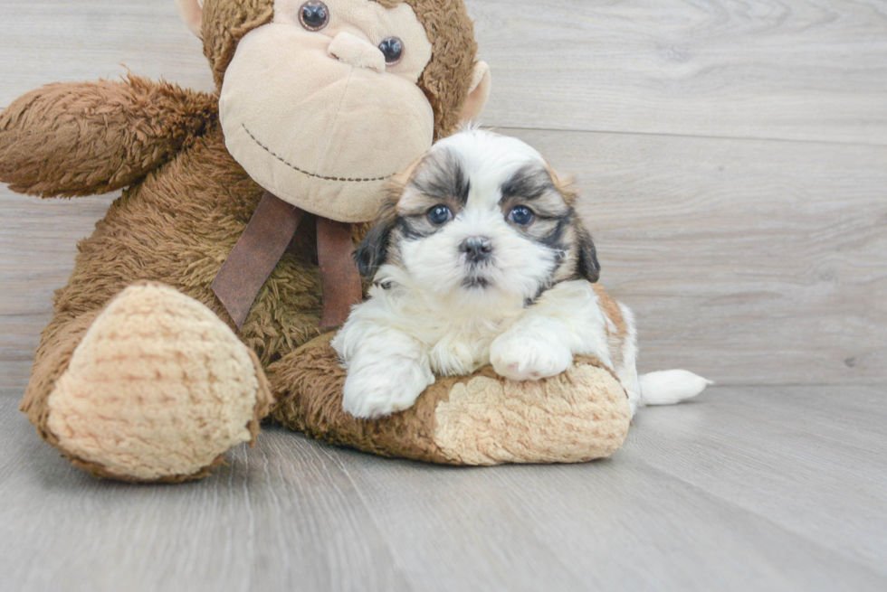 Teddy Bear Pup Being Cute