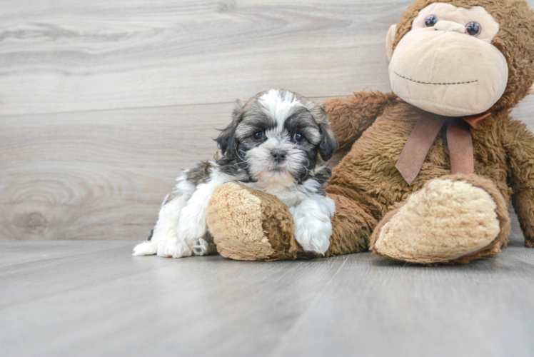 Popular Teddy Bear Designer Pup