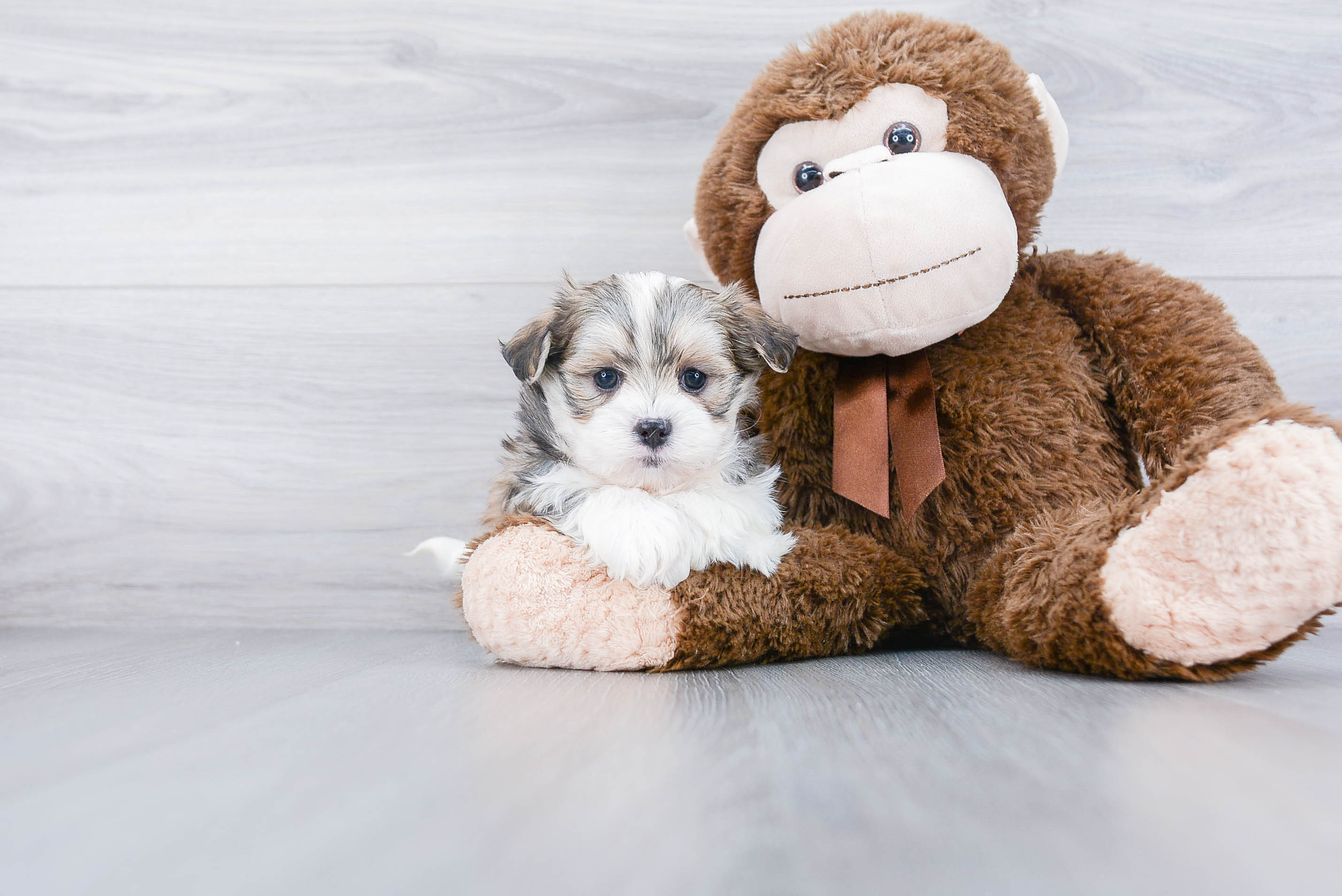 Teddy Bear Pup Being Cute