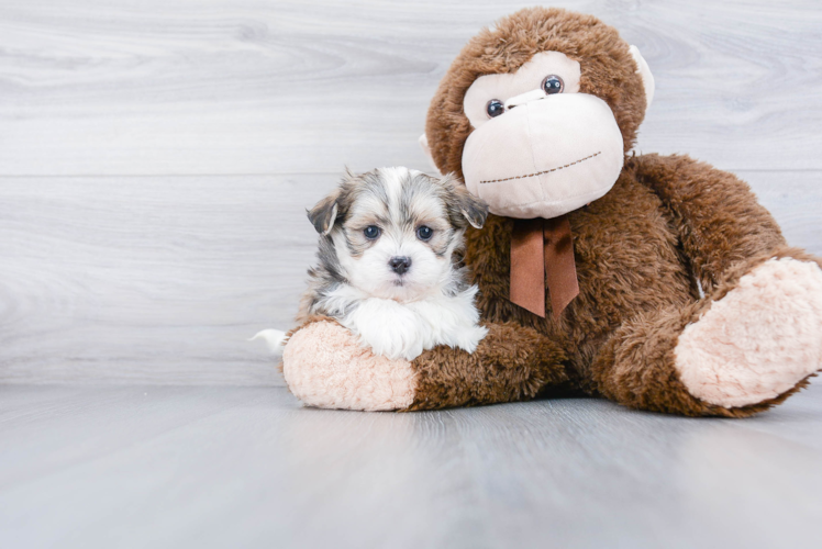 Teddy Bear Pup Being Cute