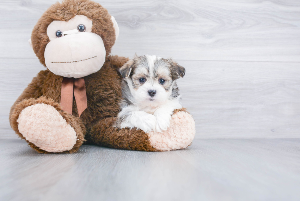 Smart Teddy Bear Designer Pup