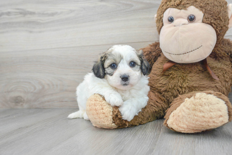 Smart Teddy Bear Designer Pup