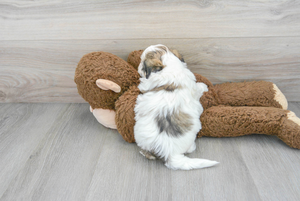 Teddy Bear Puppy for Adoption