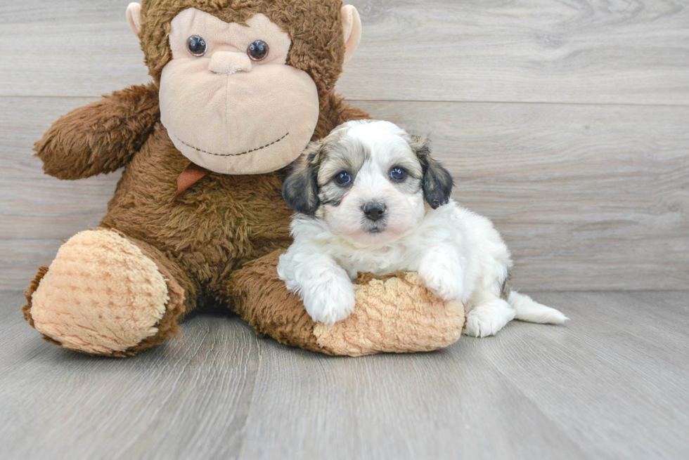 Small Teddy Bear Baby