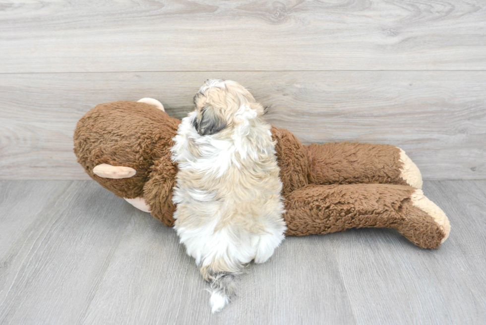 Teddy Bear Pup Being Cute