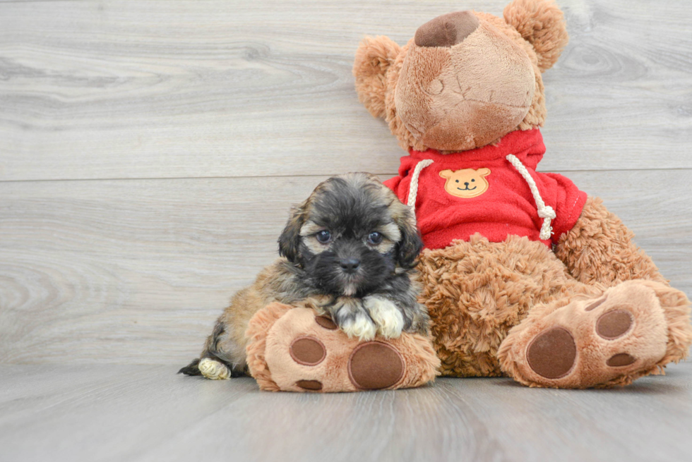 Teddy Bear Puppy for Adoption