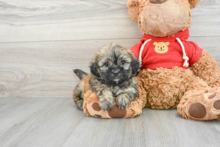 Petite Teddy Bear Designer Pup